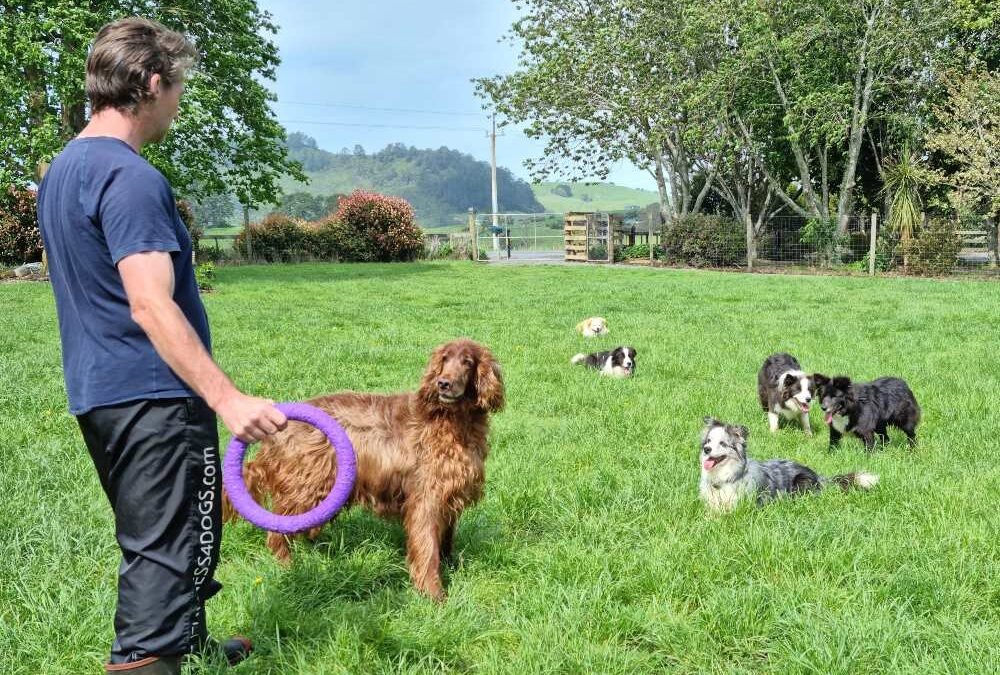 The Importance of Enrichment in Doggy Daycare