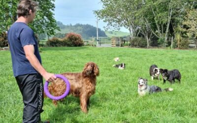 The Importance of Enrichment in Doggy Daycare