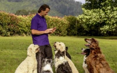 Why It’s Essential for Doggy Daycare Staff to Be Qualified Dog Trainers